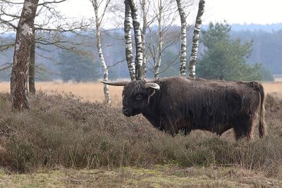 Schotse Hooglander (Highland Cattle)