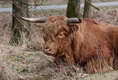 Schotse Hooglander (Highland Cattle)