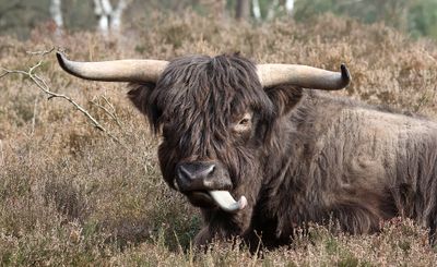 Schotse Hooglander (Highland Cattle)