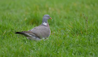 Houtduif (Common Wood Pigeon)