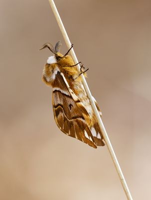 Gevlamde Vlinder (Endromis versicolora) - Kentish Glory