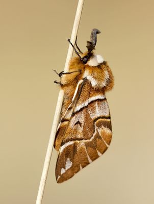Gevlamde Vlinder (Endromis versicolora) - Kentish Glory