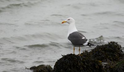 Kleine Mantelmeeuw (Lesser Black-backed Gull)