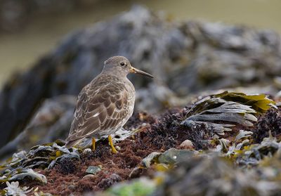 Paarse Strandloper (Purple Sandpiper)