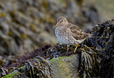 Paarse Strandloper (Purple Sandpiper)