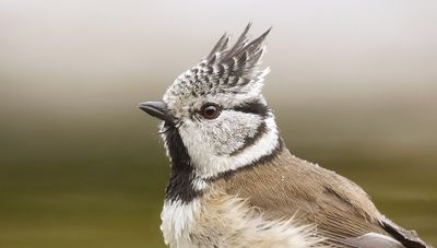 Kuifmees (European Crested Tit)