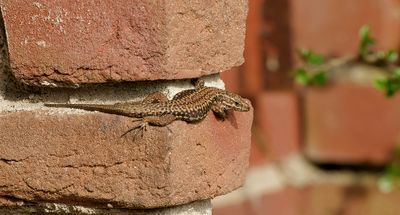 Muurhagedis (Common Wall Lizard)
