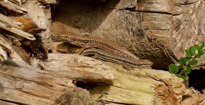 Muurhagedis (Common Wall Lizard)