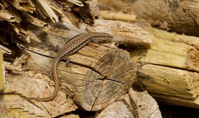 Muurhagedis (Common Wall Lizard)