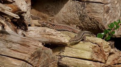 Muurhagedis (Common Wall Lizard)