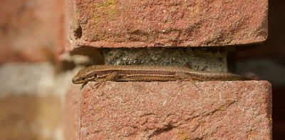 Muurhagedis (Common Wall Lizard)