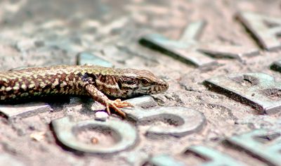Muurhagedis (Common Wall Lizard)