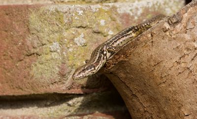 Muurhagedis (Common Wall Lizard)