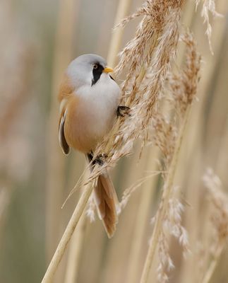 Baardman (Bearded Reedling)