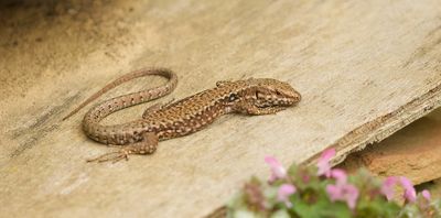 Muurhagedis (Common Wall Lizard)