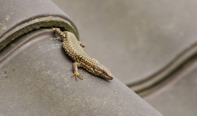 Muurhagedis (Common Wall Lizard)