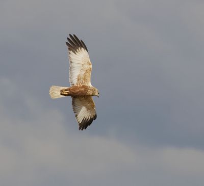 Bruine Kiekendief (Marsh Harrier)