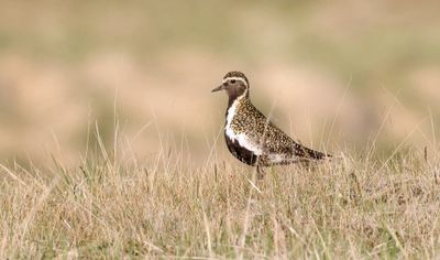 Goudplevier (European Golden Plover)