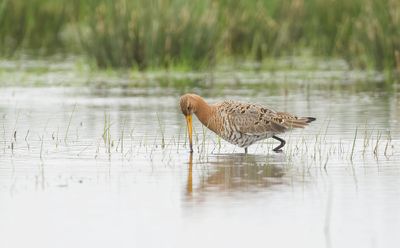 Grutto (Black-tailed Godwit)