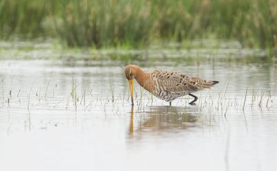 Grutto (Black-tailed Godwit)