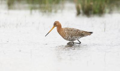 Grutto (Black-tailed Godwit)