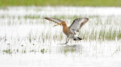 Grutto (Black-tailed Godwit)