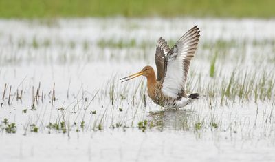 Grutto (Black-tailed Godwit)