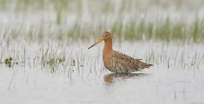 Grutto (Black-tailed Godwit)