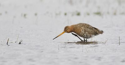 Grutto (Black-tailed Godwit)