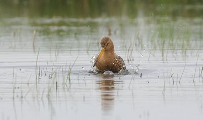 Grutto (Black-tailed Godwit)