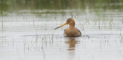 Grutto (Black-tailed Godwit)