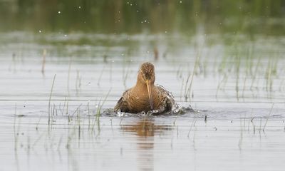 Grutto (Black-tailed Godwit)