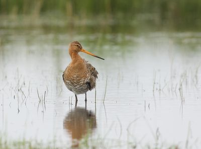 Grutto (Black-tailed Godwit)