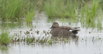 Krakeend (Gadwall)