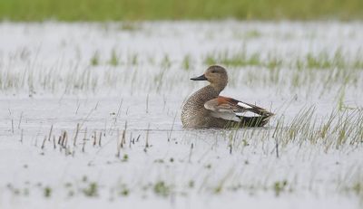 Krakeend (Gadwall)