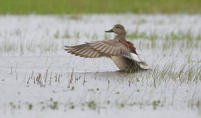 Krakeend (Gadwall)