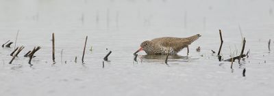 Tureluur (Common Redshank)