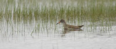 Tureluur (Common Redshank)