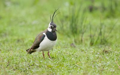 Kievit (Northern Lapwing)