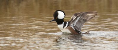 Kokardezaagbek (Hooded Merganser)