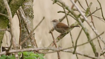 Cetti's Zanger (Cetti's Warbler)