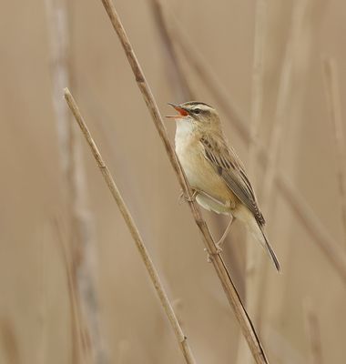 Rietzanger (Sedge Warbler)