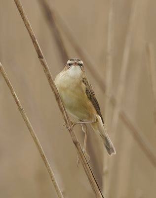 Rietzanger (Sedge Warbler)