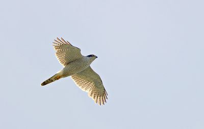 Havik (Northern Goshawk)