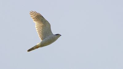 Havik (Northern Goshawk)