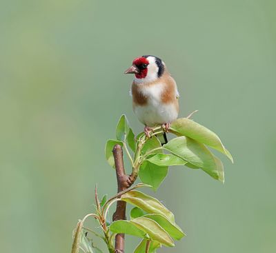 Putter (European Goldfinch)