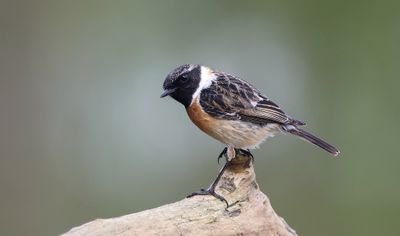 Roodborsttapuit (European Stonechat)