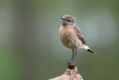 Roodborsttapuit (European Stonechat)