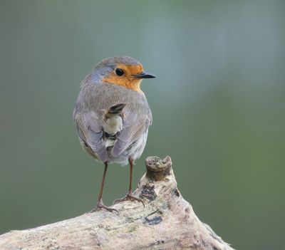 Roodborst (European Robin)