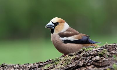 Appelvink (Hawfinch)